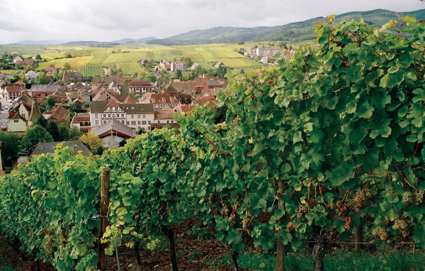 Виноградник на фоне города в Эльзасе, Франция