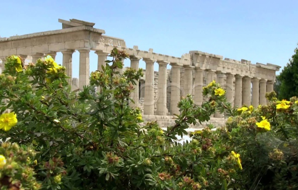 Цветущие кустарники на фоне Акрополя в Афинах
