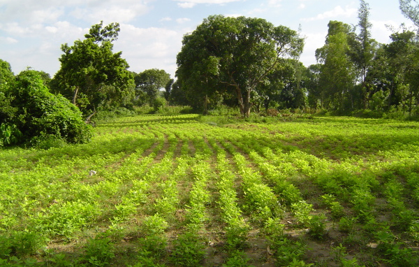 Зеленый пейзаж Гаити