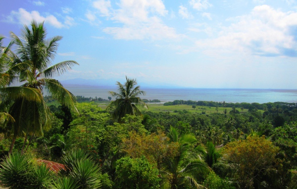 Тропический лес в Гаити