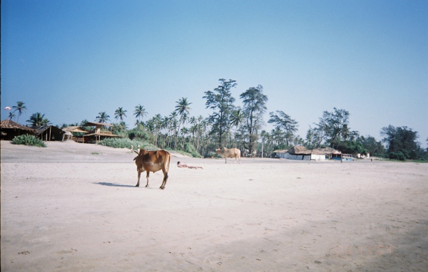 Коровы на пляжах Арамболь