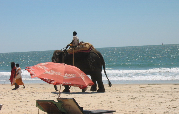 Слон на пляже в Бенаулиме