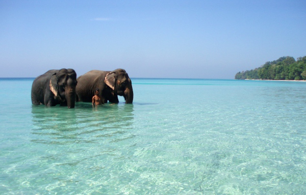 Слоны на Андаманских островах