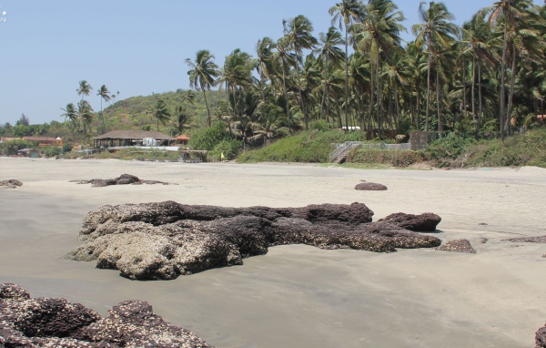 Пальмы на пляже в Ашвеме