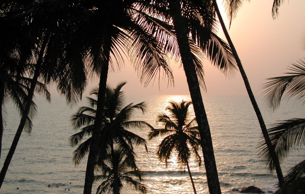 Пальмы на пляже в Вагаторе