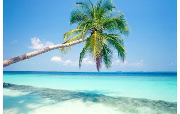 Пальмы в Гоа