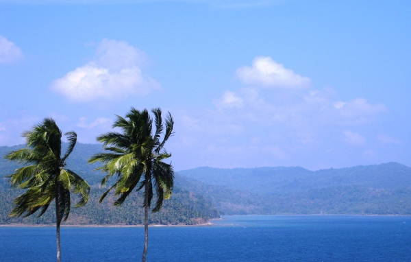 Высокие пальмы на Андаманских островах