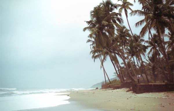 Высокие пальмы на пляже в Анджуне