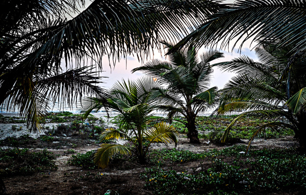 Растительность в Гоа