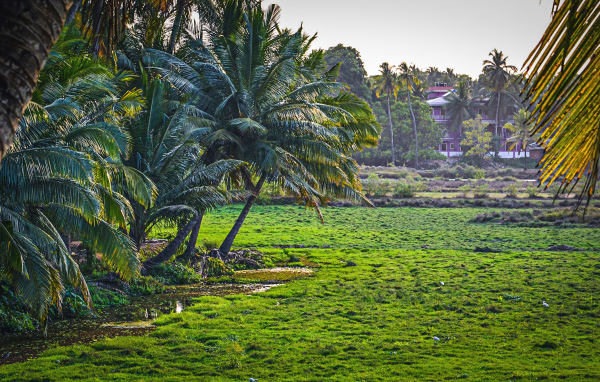 Чудесная природа в Гоа