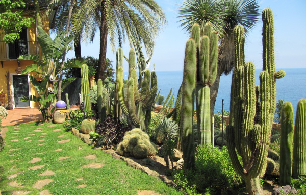 Кактусы на набережной на курорте Бордигера, Италия