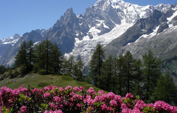 Цветы в горах на горнолыжном курорте Курмайор, Италия