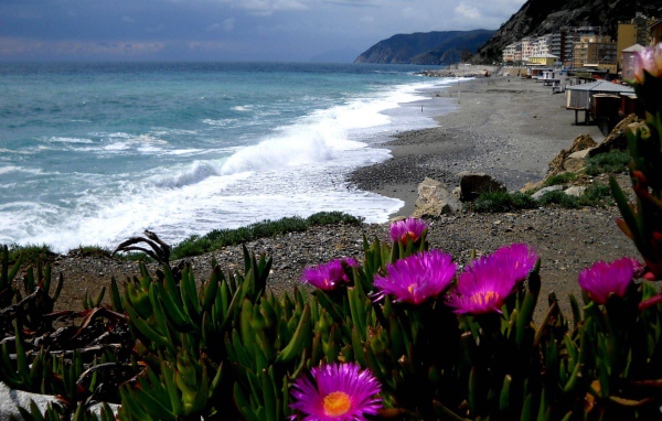 Цветы на пляже в Лигурии, Италия