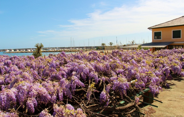 Цветы на пляже в Сан Ремо, Италия