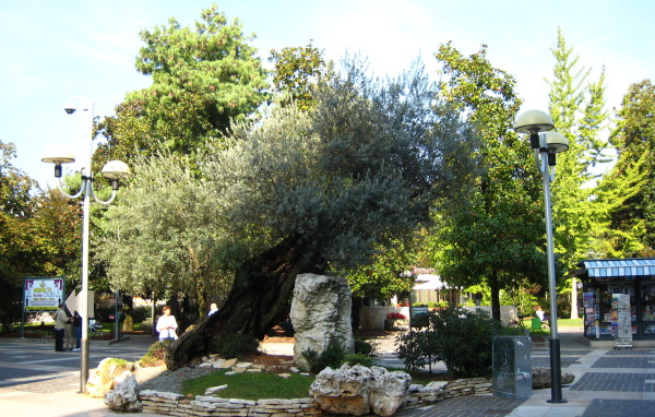 Маслина на улице на курорте Абано Терме, Италия