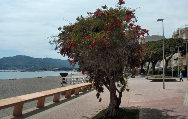 Дерево на пляже на курорте Сан Бартоломео Аль Маре, Италия