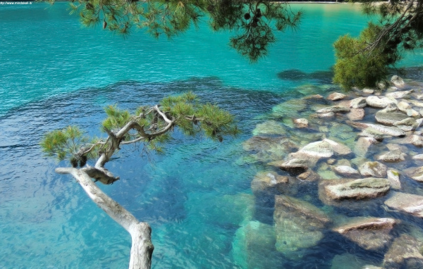 Деревья над морем в Лигурии, Италия