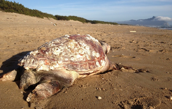 Черепаха на пляже на курорте Сабаудия, Италия
