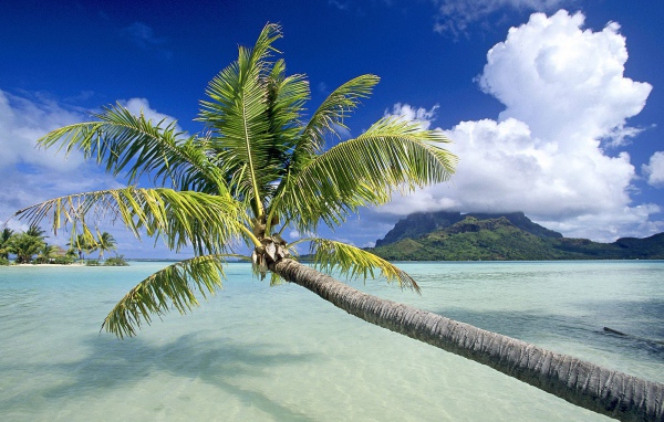 Пальма на пляже в Панаме