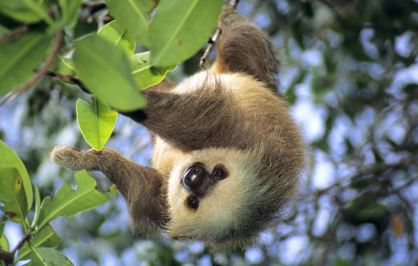 Популярное Панама