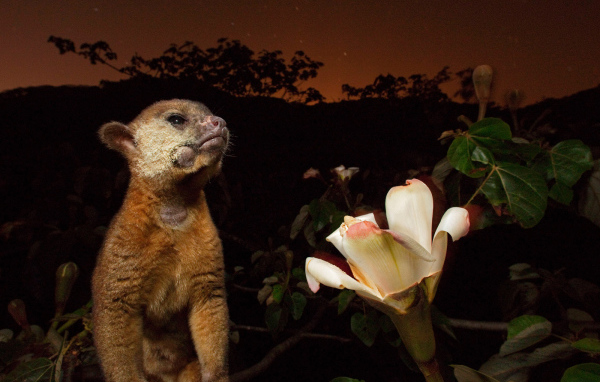 Великолепное Панама