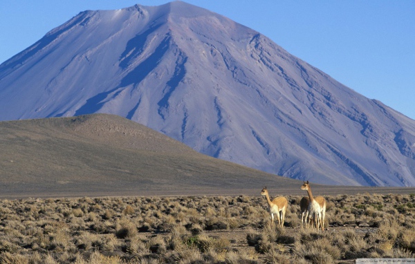 Ламы в Перу