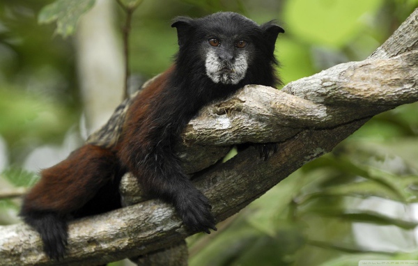 Обезьяна в джунглях Перу