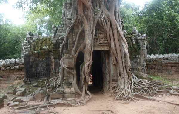 Арка в корнях дерева на курорте Чианг Рай, Таиланд