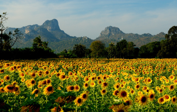 Field of sunflowers in the resort of Lopburi, Thailand