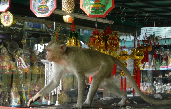 Обезьяна на прилавке на курорте Лопбури, Таиланд
