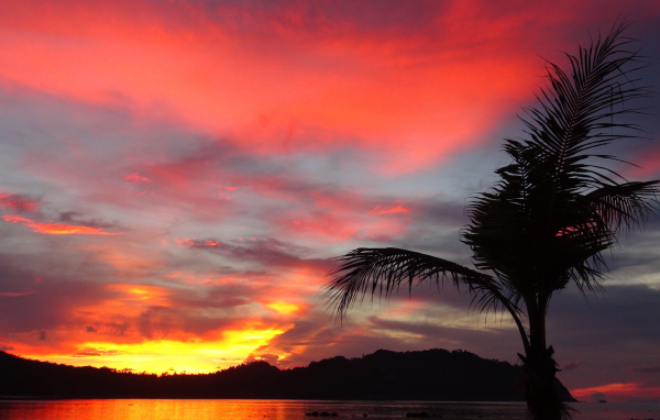 Пальма на фоне заката на острове Панган, Таиланд