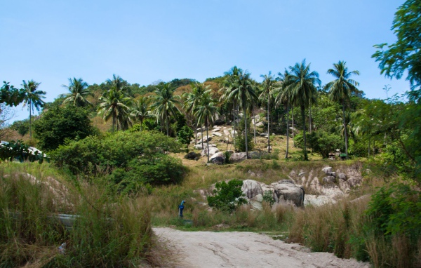 Пальмы на скале на острове Тао, Таиланд