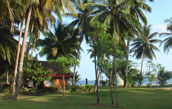 Пальмы на побережье на острове Чанг, Таиланд