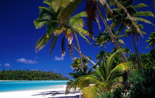 Пальмы на берегу на острове Тао, Таиланд