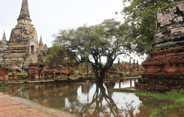Дерево в воде на курорте Лопбури, Таиланд