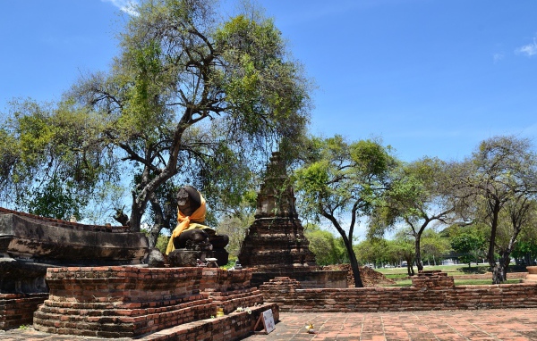 Деревья среди развалин храма на курорте Аютайя, Таиланд