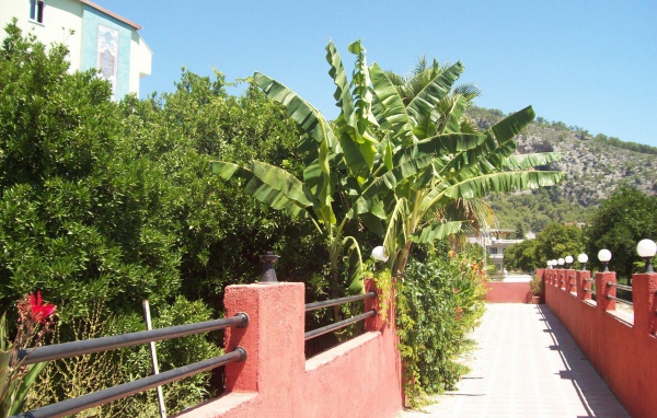 Зеленые растения в Кемере, Турция