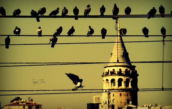 Голуби на проводах в Стамбуле