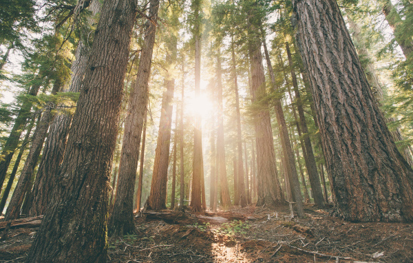 Леса в штате Орегон, США