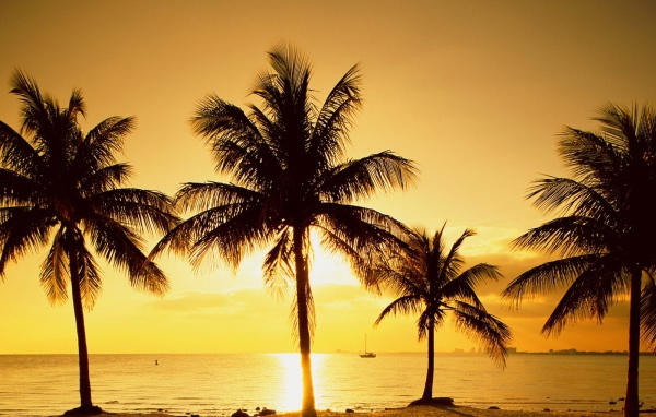 Пальмы на пляже в Майами