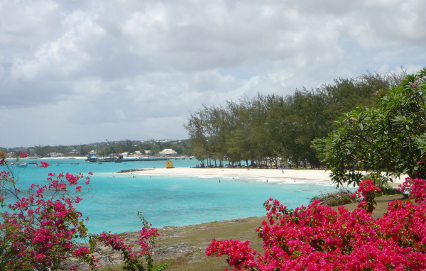 Растительность на пляже в Майами