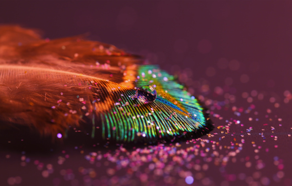 Красивое перо птицы