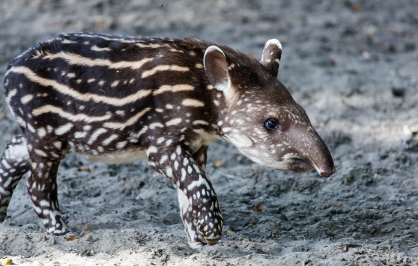 Животное пятнистый тапир