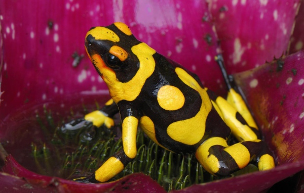 Черно желтая лягушка в цветке