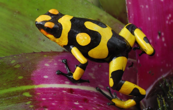Черно желтая лягушка прыгает