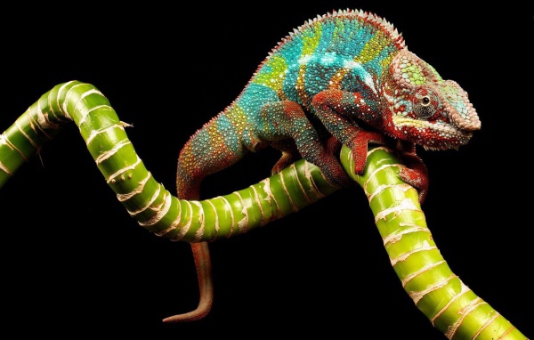 Яркий хамелеон на зеленой ветке