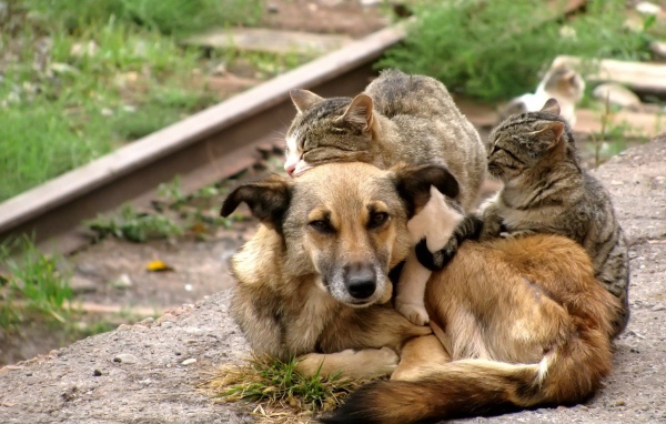 Коты обнимают собаку