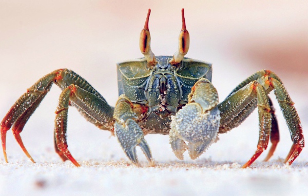 Краб идет по песку