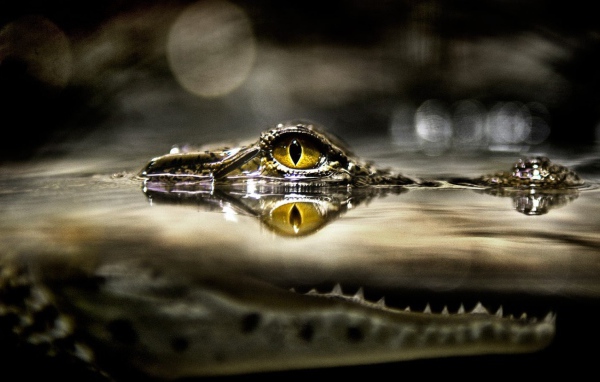 Крокодил затаился в ожидании добычи