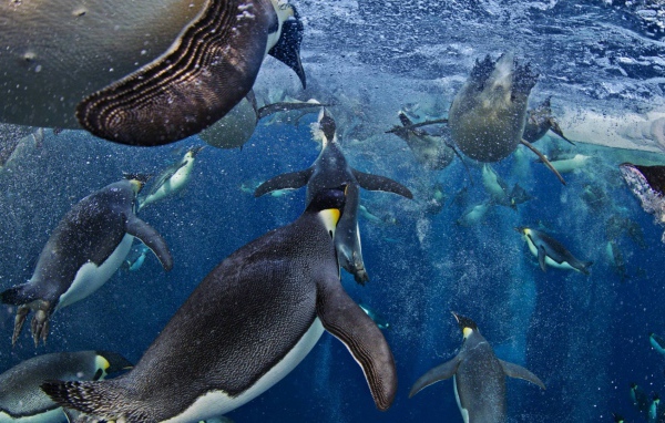 Императорские пингвины в море Росса в Антарктиде